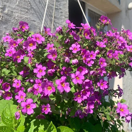 Les Fleurs Des Champs - Paisible - Plain-pied *