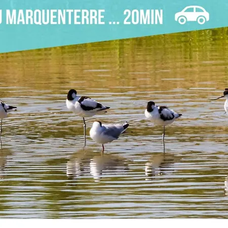 Les Fleurs Des Champs - Paisible - Plain-pied *